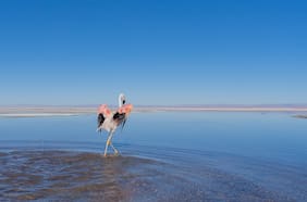 Alianza internacional busca proteger al flamenco altoandino en el norte de Chile