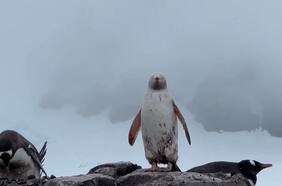 Avistan un extraño pingüino blanco en la Antártica chilena