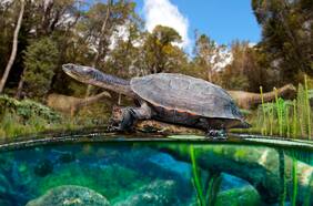 La pandemia no detiene a los científicos: descubren tortuga de agua dulce que habitó Chile en la era de los dinosaurios