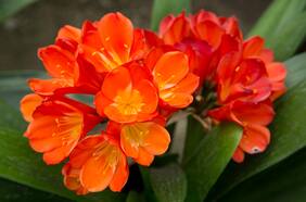 Jardín San Enrique: un vivero de flores exóticas en La Florida