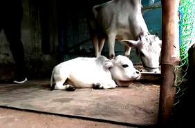Esta podría ser la vaca más pequeña del mundo
