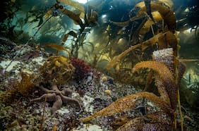 National Geographic estrena documental sobre pueblos originarios en Reserva Nacional Kawésqar en Chile