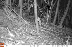 “Hay de todo”: los asombrosos animales captados por las cámaras trampa de Reserva Costera Valdiviana