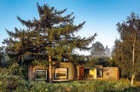 A los pies del abedul