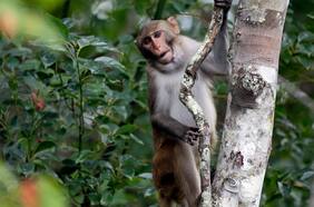 El drama de los 43 monos que escaparon de un laboratorio en Carolina del Sur