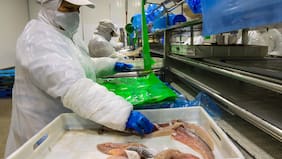 La estrategia que convirtió a Chile en referencia global en pesca selectiva de merluza