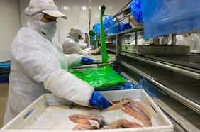 La estrategia que convirtió a Chile en referencia global en pesca selectiva de merluza