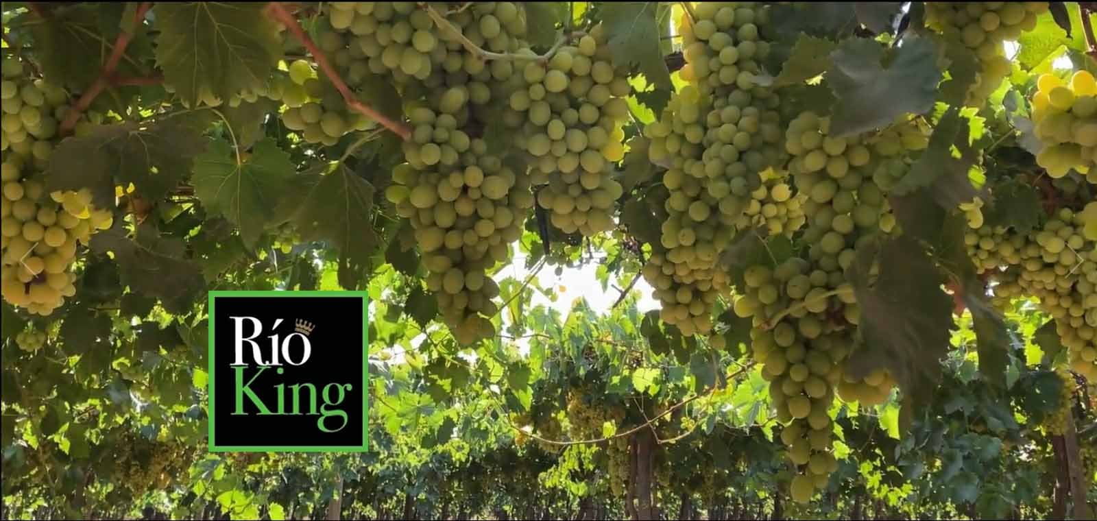 Frutícola Río King pide su quiebra tras fracasar intento por sumar un socio