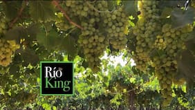 Frutícola Río King pide su quiebra tras fracasar intento por sumar un socio