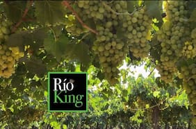 Frutícola Río King pide su quiebra tras fracasar intento por sumar un socio