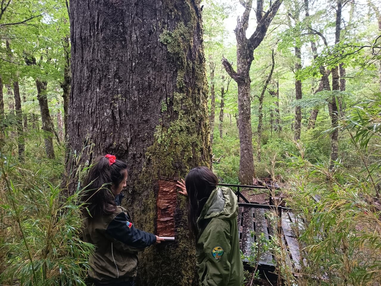 Investigan daño a milenario "Coihue Abuelo" en Reserva Nacional de Los Ríos