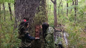 Fiscalía abre investigación por extracción de corteza al Coihue Abuelo en reserva nacional de Los Ríos