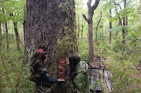 Fiscalía abre investigación por extracción de corteza al Coihue Abuelo en reserva nacional de Los Ríos