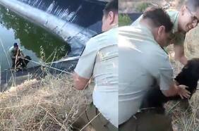 Carabineros rescata a dos perros atascados en un tranque de agua de Valparaíso