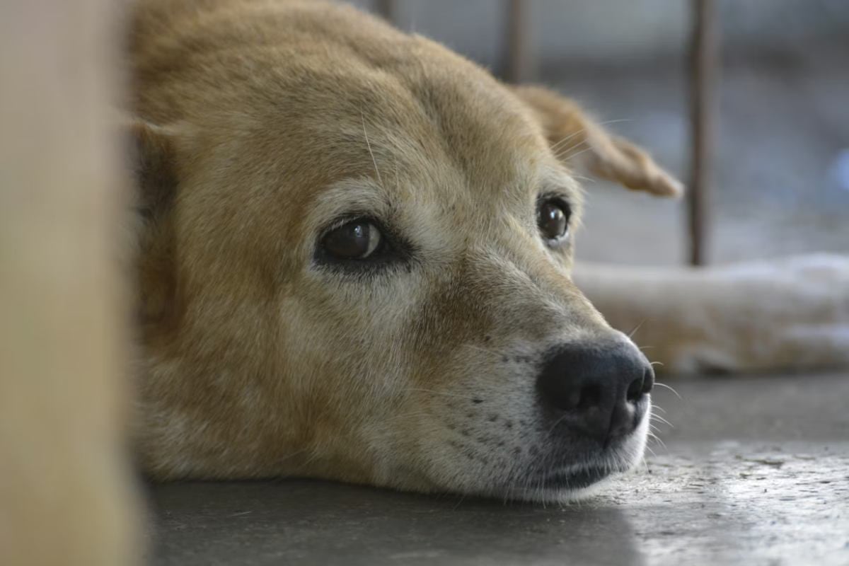 PDI recupera los cuerpos de los ocho perros robados a crematorio de Lampa