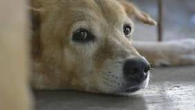 PDI recupera los cuerpos de los ocho perros robados a crematorio de Lampa