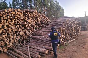 Detienen a cuatro personas investigadas por robo de madera en predio de empresa forestal en Lumaco