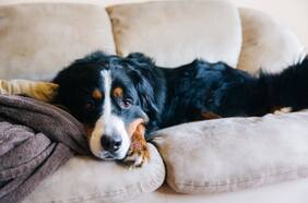 Columna de Pablo Gómez: Mascotas: ¿Por qué el ruido excesivo es un riesgo para su salud?