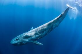 Pueden vivir hasta 200 años: cinco cosas que no sabías de las ballenas