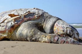 Denuncian alza de varamientos de tortugas marinas en Chile: expertos explican las causas del trágico fenómeno