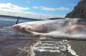Por qué murió la ballena que apareció en las playas de Ancud