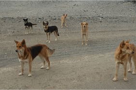 Corte de Antofagasta acoge recurso de protección que busca aplicar eutanasia a perros abandonados