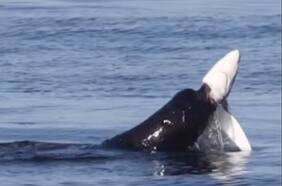 El sorprendente registro de un león marino ganando una batalla contra un tiburón azul