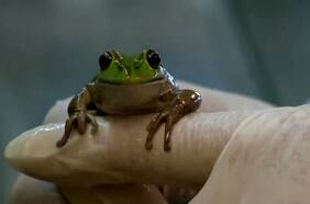 Profesor australiano logra método para comunicarse con las ranas