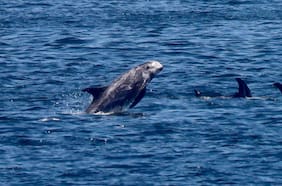 Delfín deslumbra con un show de piruetas a veraneantes en Papudo
