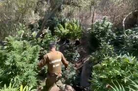 Carabineros decomisa en la provincia de Choapa más de 8.600 plantas de cannabis avaluadas en $46 mil millones