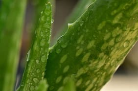 La planta medicinal que puede ayudar a combatir el Alzheimer, según un estudio