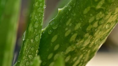 La planta medicinal que puede ayudar a combatir el Alzheimer, según un estudio