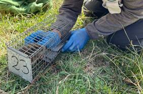 Viven en madrigueras subterráneas: luego de 65 años reaparece esquiva especie en el sur de Chile