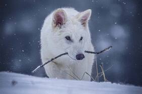 Lobos terribles, preguntas importantes