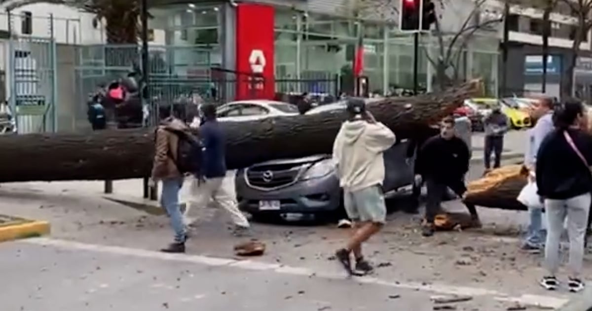 Conductor se salva de milagro: árbol cae sobre su camioneta por fuertes vientos