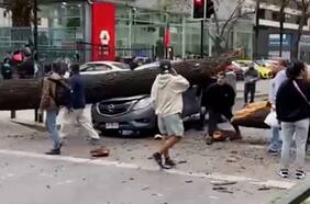 Conductor se salva de milagro: árbol cae sobre su camioneta por fuertes vientos