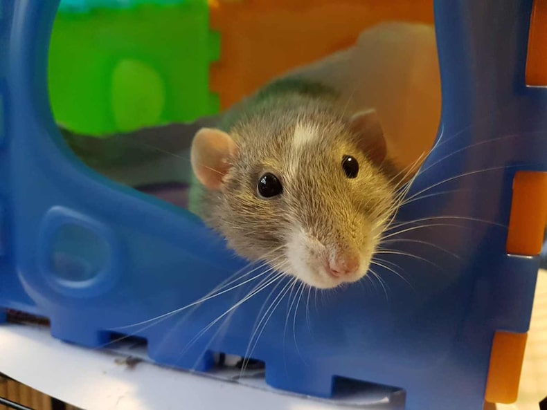 mouse