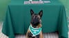 Perro antidrogas de Carabineros detecta éxtasis, metanfetamina y ketamina en fiscalización a bus interprovincial en Lampa