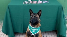 Perro antidrogas de Carabineros detecta éxtasis, metanfetamina y ketamina en fiscalización a bus interprovincial en Lampa