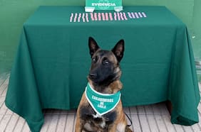 Perro antidrogas de Carabineros detecta éxtasis, metanfetamina y ketamina en fiscalización a bus interprovincial en Lampa