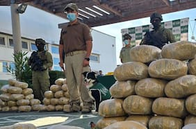 Llegó al equipo canino hace un mes: cachorro de Carabineros detectó más de una tonelada y media de droga