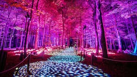 La experiencia del Bosque Prohibido de Harry Potter llega a Chile