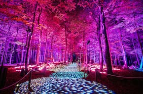 La experiencia del Bosque Prohibido de Harry Potter llega a Chile