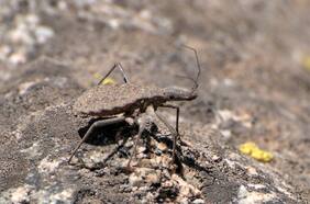 Descubren sangre humana en insecto que transmite enfermedad de Chagas en Chile