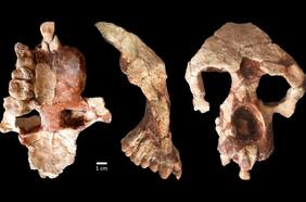 ¿Por qué este cráneo podría cambiar la historia de la evolución humana?