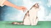 Hablemos de amor: aprender a amar como se ama a un gato