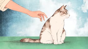 Hablemos de amor: aprender a amar como se ama a un gato