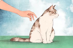 Hablemos de amor: aprender a amar como se ama a un gato