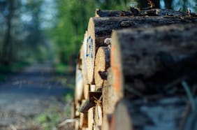 El inesperado rol que podrían tener las plantaciones forestales para capturar CO2