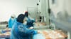 Envíos de salmón registraron su mejor trimestre de la historia: “Da cuenta de una industria que vuelve a tomar impulso”